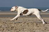 BOULEDOGUE AMERICAIN 203